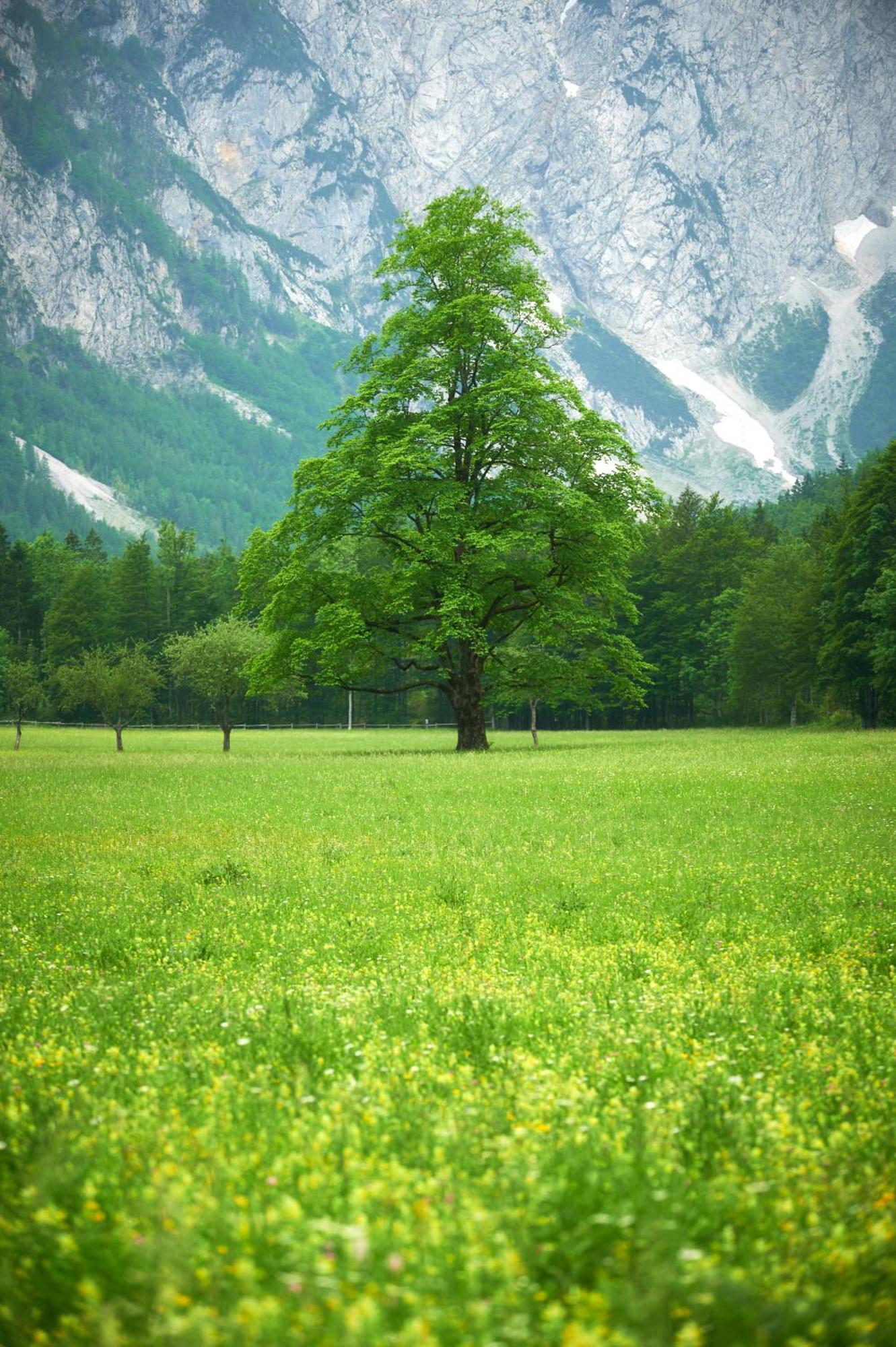Hotel Plesnik Logarska Dolina Solcava Luaran gambar